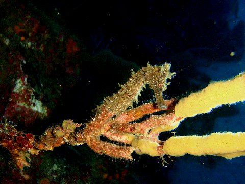 �ɓ������ʐ^�@�N���b�N�ő傫���Ȃ�܂�