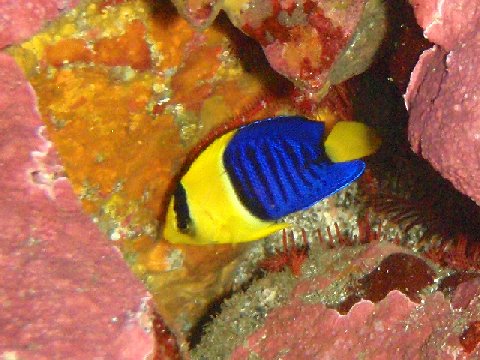 �ɓ������ʐ^�@�N���b�N�ő傫���Ȃ�܂�