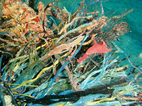 �ɓ������ʐ^�@�N���b�N�ő傫���Ȃ�܂�