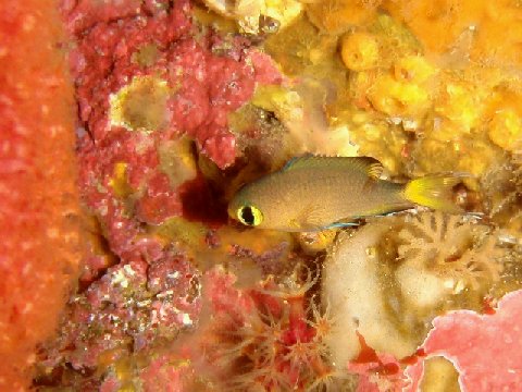 �ɓ������ʐ^�@�N���b�N�ő傫���Ȃ�܂�