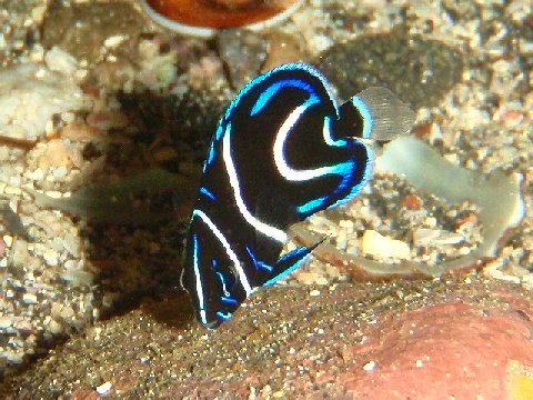 �ɓ������ʐ^�@�N���b�N�ő傫���Ȃ�܂�