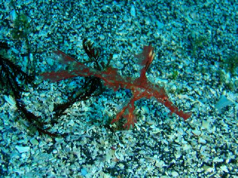 �ɓ������ʐ^�@�N���b�N�ő傫���Ȃ�܂�