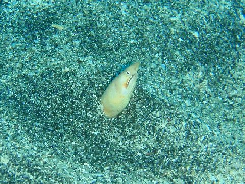 �ɓ������ʐ^�@�N���b�N�ő傫���Ȃ�܂�