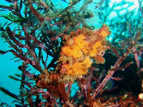 �ɓ������ʐ^�@�N���b�N�ő傫���Ȃ�܂�