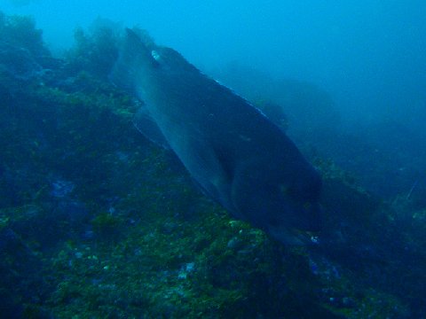 �ɓ������ʐ^�@�N���b�N�ő傫���Ȃ�܂�