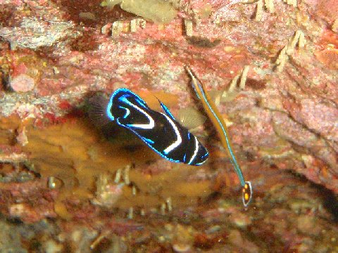 �ɓ������ʐ^�@�N���b�N�ő傫���Ȃ�܂�