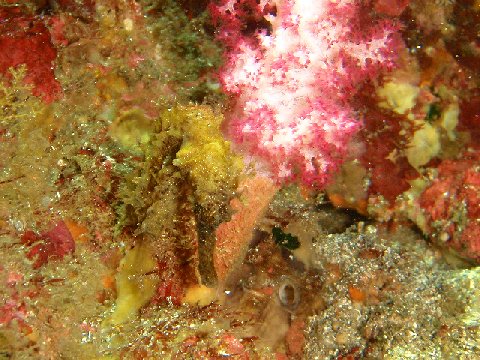 �ɓ������ʐ^�@�N���b�N�ő傫���Ȃ�܂�