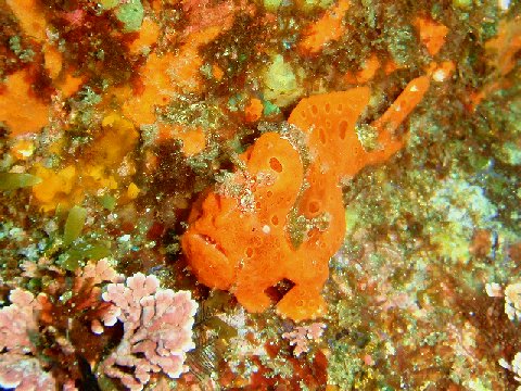 �ɓ������ʐ^�@�N���b�N�ő傫���Ȃ�܂�