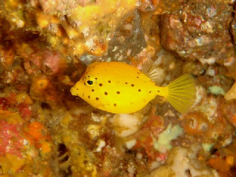 �ɓ������ʐ^�@�N���b�N�ő傫���Ȃ�܂�