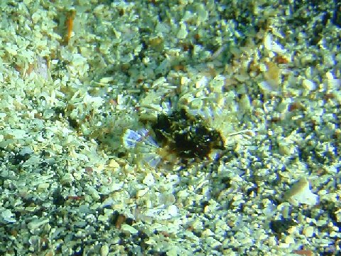 �ɓ������ʐ^�@�N���b�N�ő傫���Ȃ�܂�