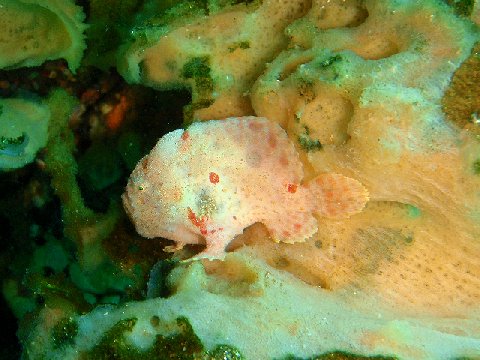 �ɓ������ʐ^�@�N���b�N�ő傫���Ȃ�܂�