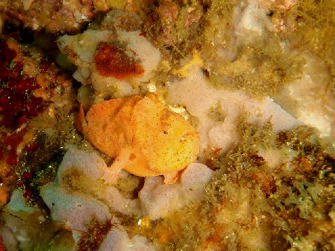 �ɓ������ʐ^�@�N���b�N�ő傫���Ȃ�܂�