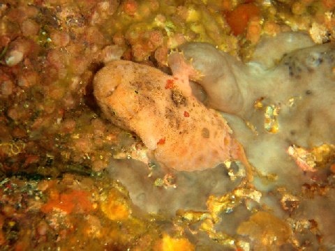 �ɓ������ʐ^�@�N���b�N�ő傫���Ȃ�܂�