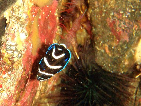 �ɓ������ʐ^�@�N���b�N�ő傫���Ȃ�܂�