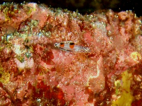 �ɓ������ʐ^�@�N���b�N�ő傫���Ȃ�܂�