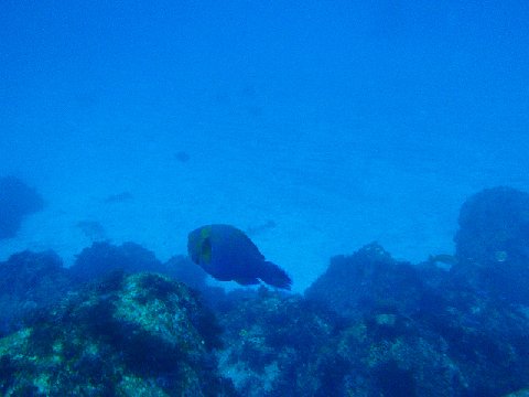 �ɓ������ʐ^�@�N���b�N�ő傫���Ȃ�܂�