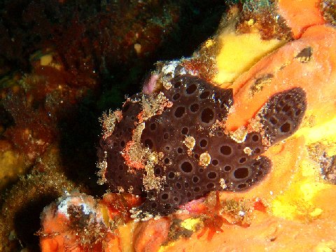 �ɓ������ʐ^�@�N���b�N�ő傫���Ȃ�܂�