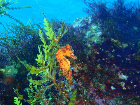 �ɓ������ʐ^�@�N���b�N�ő傫���Ȃ�܂�