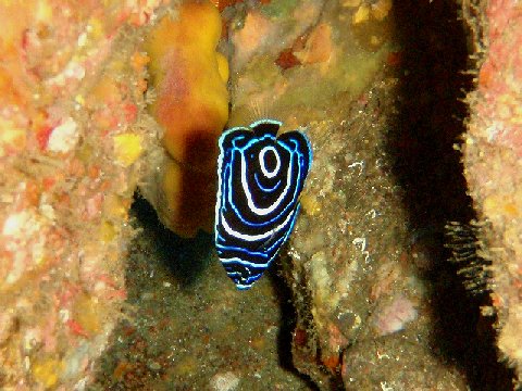 �ɓ������ʐ^�@�N���b�N�ő傫���Ȃ�܂�