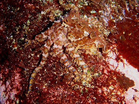 �ɓ������ʐ^�@�N���b�N�ő傫���Ȃ�܂�