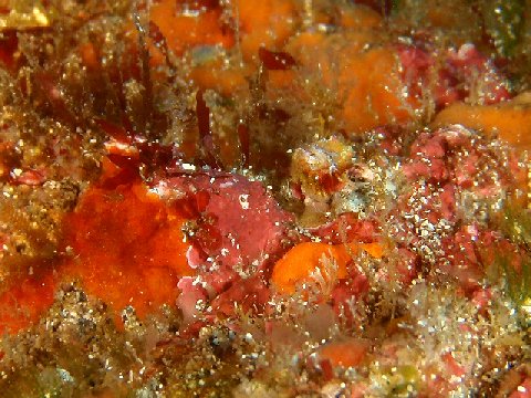 �ɓ������ʐ^�@�N���b�N�ő傫���Ȃ�܂�