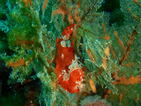 �ɓ������ʐ^�@�N���b�N�ő傫���Ȃ�܂�