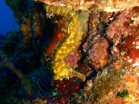 �ɓ������ʐ^�@�N���b�N�ő傫���Ȃ�܂�