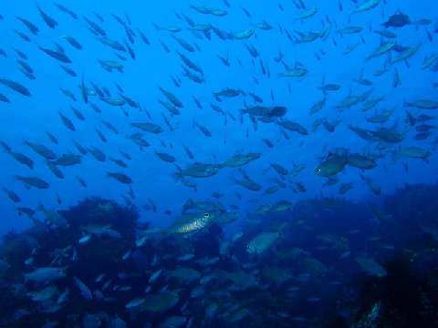 �ɓ������ʐ^�@�N���b�N�ő傫���Ȃ�܂�