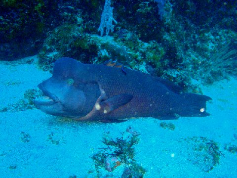 �ɓ������ʐ^�@�N���b�N�ő傫���Ȃ�܂�