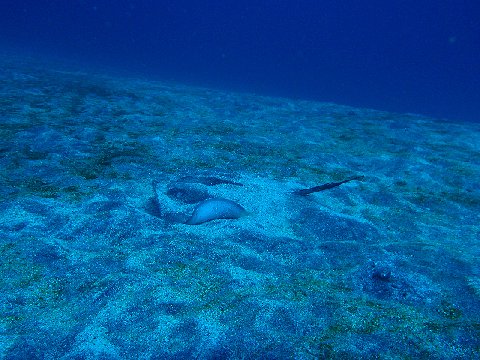 �ɓ������ʐ^�@�N���b�N�ő傫���Ȃ�܂�