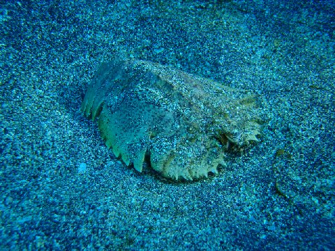 �ɓ������ʐ^�@�N���b�N�ő傫���Ȃ�܂�