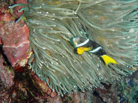 �ɓ������ʐ^�@�N���b�N�ő傫���Ȃ�܂�