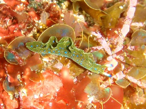 �ɓ������ʐ^�@�N���b�N�ő傫���Ȃ�܂�