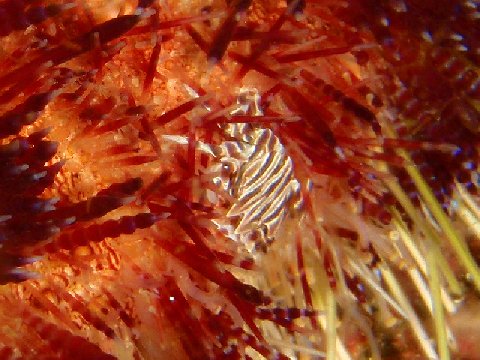 �ɓ������ʐ^�@�N���b�N�ő傫���Ȃ�܂�