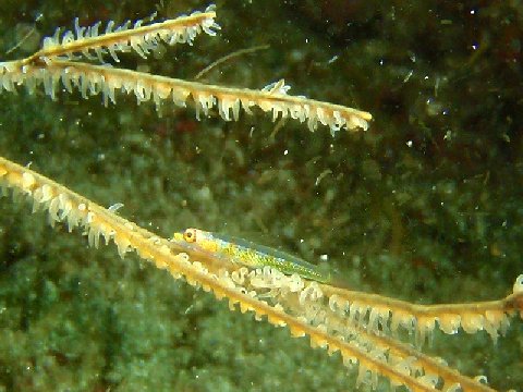 �ɓ������ʐ^�@�N���b�N�ő傫���Ȃ�܂�