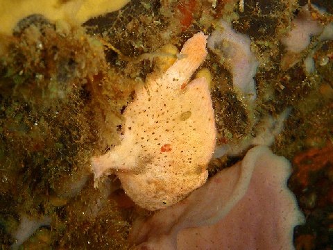 �ɓ������ʐ^�@�N���b�N�ő傫���Ȃ�܂�