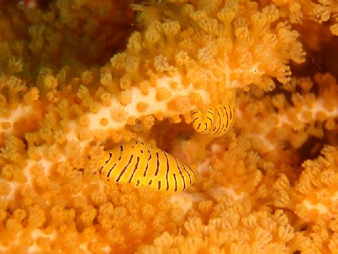 �ɓ������ʐ^�@�N���b�N�ő傫���Ȃ�܂�