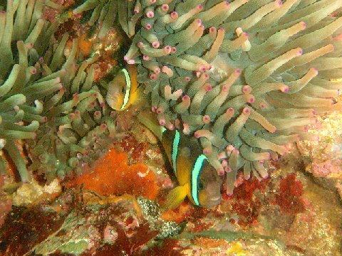 �ɓ������ʐ^�@�N���b�N�ő傫���Ȃ�܂�