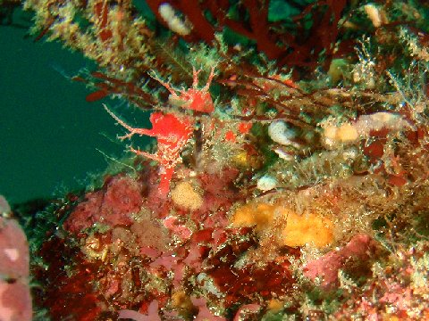 �ɓ������ʐ^�@�N���b�N�ő傫���Ȃ�܂�