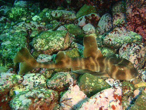 �ɓ������ʐ^�@�N���b�N�ő傫���Ȃ�܂�