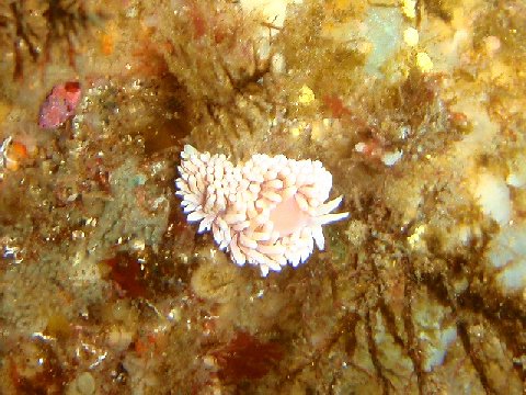 �ɓ������ʐ^�@�N���b�N�ő傫���Ȃ�܂�