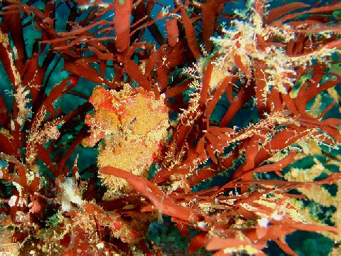 �ɓ������ʐ^�@�N���b�N�ő傫���Ȃ�܂�