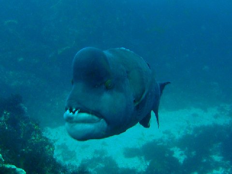 �ɓ������ʐ^�@�N���b�N�ő傫���Ȃ�܂�