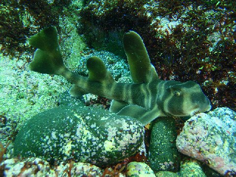 �ɓ������ʐ^�@�N���b�N�ő傫���Ȃ�܂�