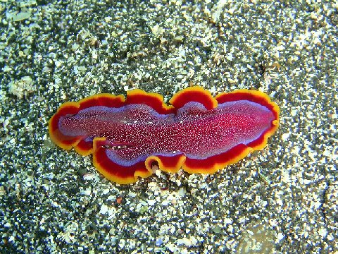 �ɓ������ʐ^�@�N���b�N�ő傫���Ȃ�܂�