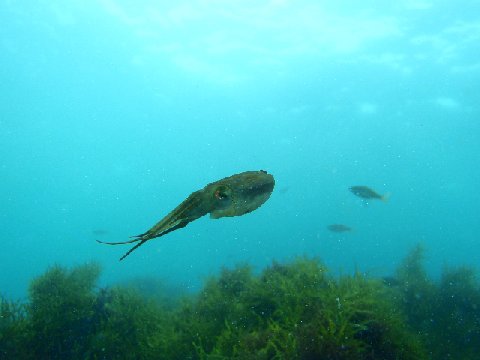 �ɓ������ʐ^�@�N���b�N�ő傫���Ȃ�܂�