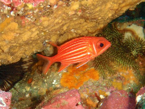 �ɓ������ʐ^�@�N���b�N�ő傫���Ȃ�܂�