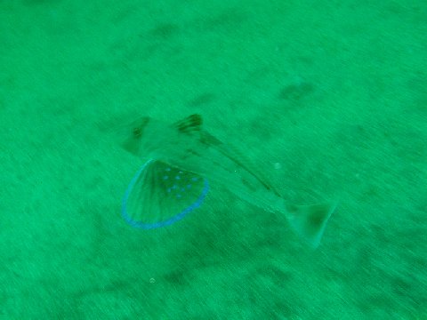 �ɓ������ʐ^�@�N���b�N�ő傫���Ȃ�܂�