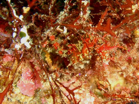 �ɓ������ʐ^�@�N���b�N�ő傫���Ȃ�܂�