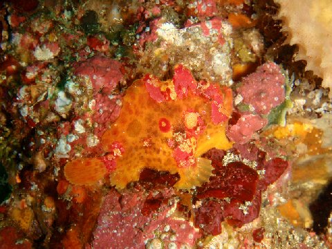 �ɓ������ʐ^�@�N���b�N�ő傫���Ȃ�܂�